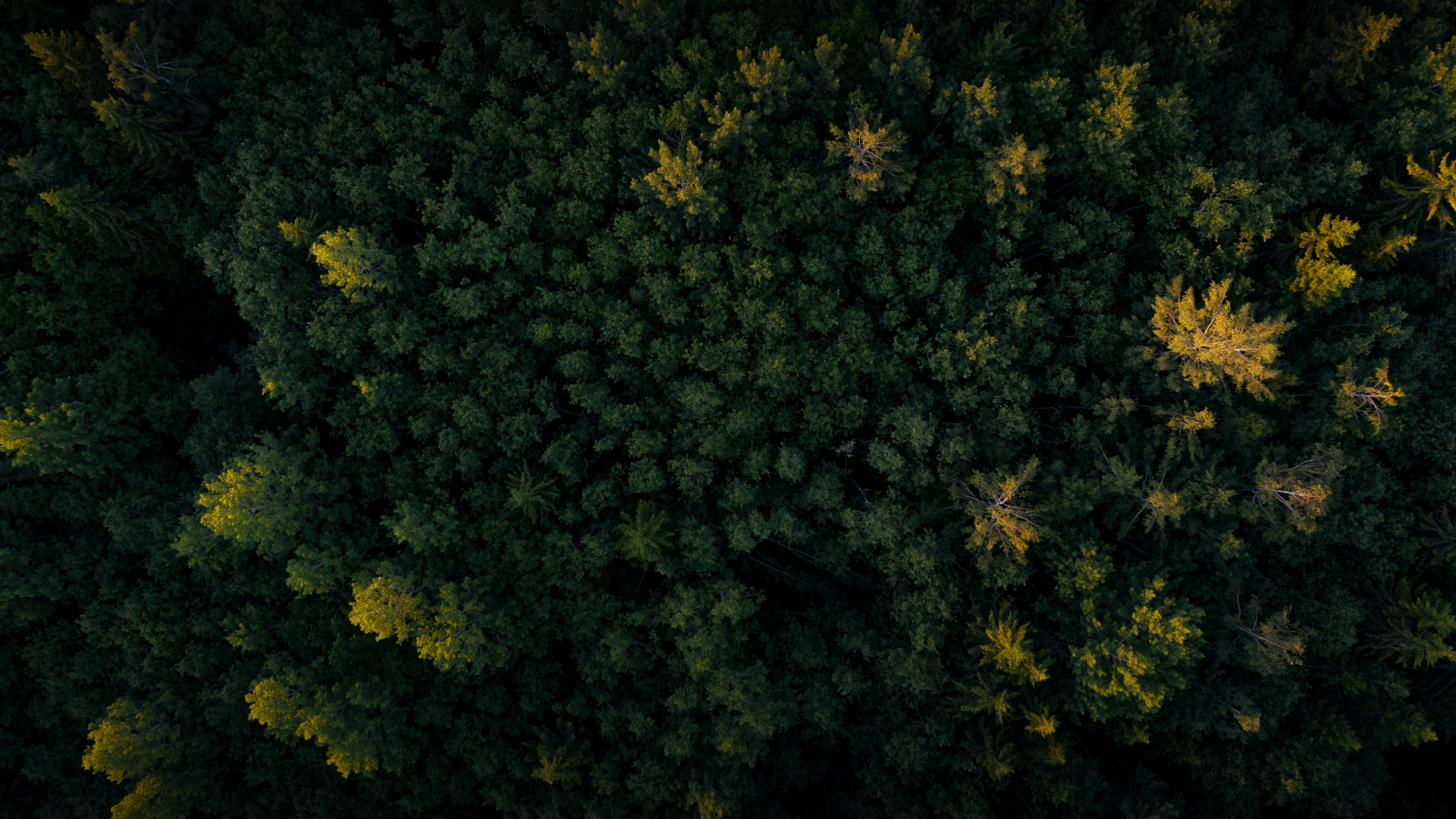 Sustainable by Strategy Driven by Impact A global ESG partner helping organizations achieve sustainability goals through strategy, certification, and measurable impact.